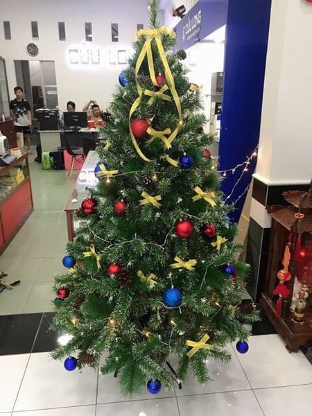 Cây Thông 3 Loại Lá Gắn Trái Thông, Dày Lá - Đủ Kích Thước