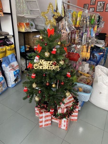 Cây Thông Cao 120 cm