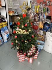 Cây Thông Cao 120 cm