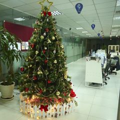 Cây Thông Đầu Tròn Cao 3m