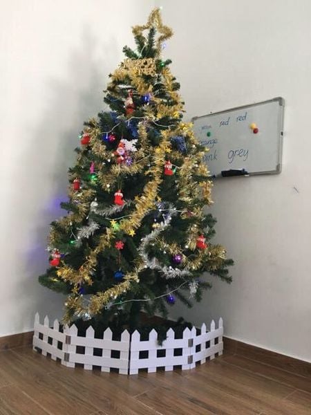 Cây Thông Thường Đầu Tròn - Đủ Kích Thước