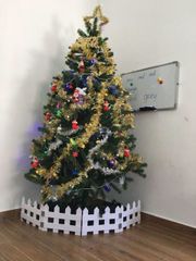 Cây Thông Thường Đầu Tròn - Đủ Kích Thước