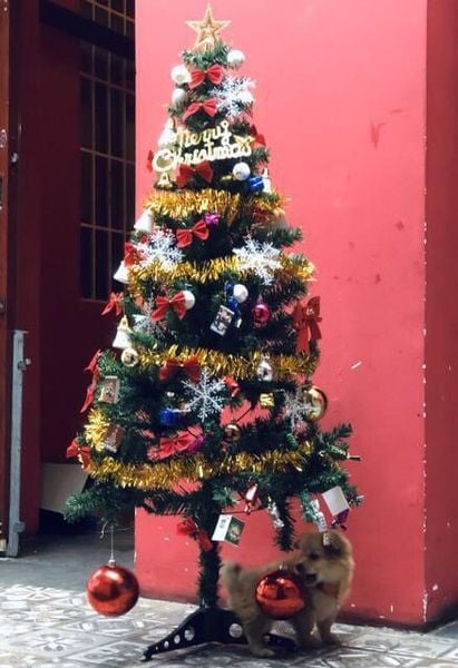 Cây Thông Thường Đầu Tròn - Đủ Kích Thước