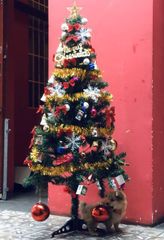 Cây Thông Đầu Tròn Cao 150 cm