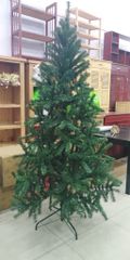 Cây Thông Đầu Tròn Cao 3m