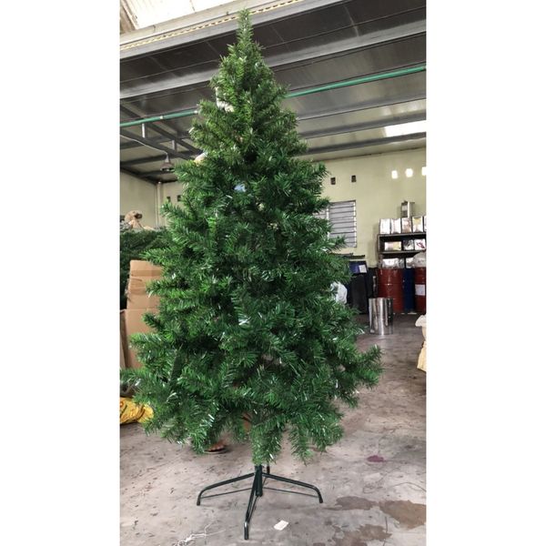 Cây Thông Đầu Tròn Cao 3m