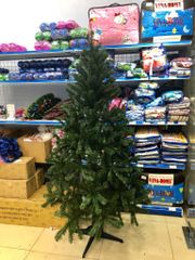 Cây Thông Thường Đầu Tròn - Đủ Kích Thước