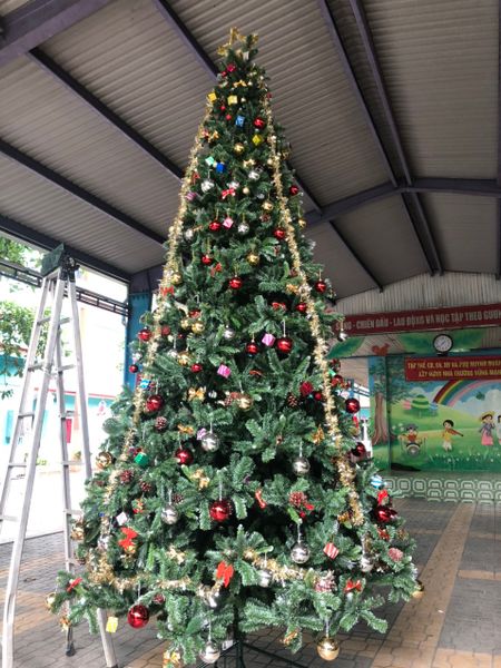 Cây Thông 3 Loại Lá Gắn Trái Thông, Dày Lá - Đủ Kích Thước