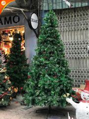 Cây Thông 3 Loại Lá Gắn Trái Thông, Dày Lá - Đủ Kích Thước