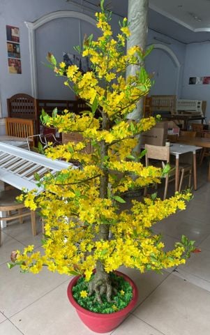 Chậu Hoa Mai Giả Cao 1m75 Trang Trí Tết