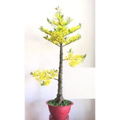 Chậu Mai Tết Giả Nhiều Bông Cao 165cm