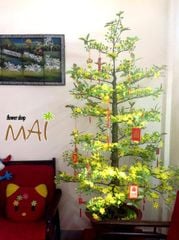 Chậu Mai Tết Giả Nhiều Bông Cao 165cm