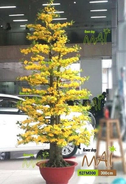 Chậu Hoa Mai Giả 3m Trang Trí Tết