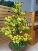 Chậu Hoa Mai Bonsai Giả Cao 1m25 Trang Trí Tết