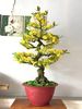 Chậu Hoa Mai Bonsai Giả Cao 1m25 Trang Trí Tết