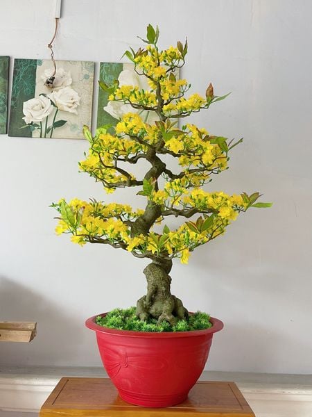 Chậu Hoa Mai Bonsai Giả Cao 1m25 Trang Trí Tết