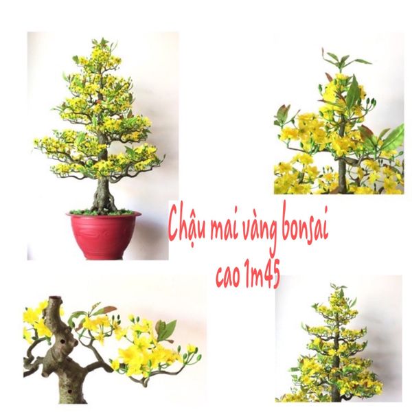 Chậu Hoa Mai Bonsai Giả Cao 1m45 Trang Trí Tết