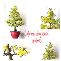 Chậu Hoa Mai Bonsai Giả Cao 1m45 Trang Trí Tết
