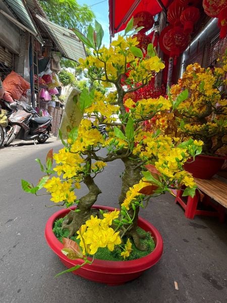 Chậu Mai Bonsai Giả Cao 95cm - 2 Thân