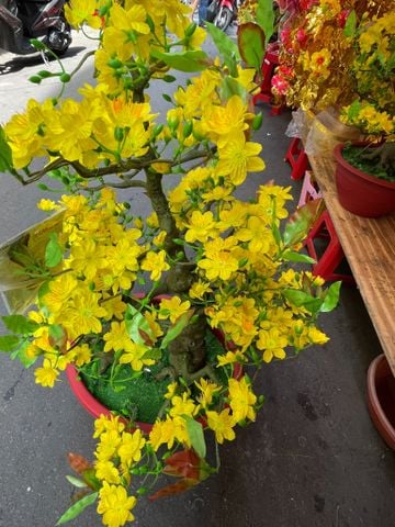 Chậu Mai Bonsai Giả Cao 95cm - 2 Thân