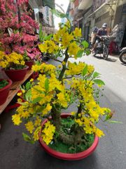 Chậu Mai Bonsai Giả Cao 95cm - 2 Thân