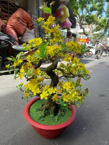 Chậu Hoa Mai Bonsai Giả Cao 80cm Trang Trí Tết