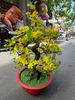 Chậu Hoa Mai Bonsai Giả Cao 80cm Trang Trí Tết