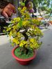 Chậu Hoa Mai Bonsai Giả Cao 80cm Trang Trí Tết