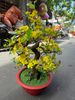 Chậu Hoa Mai Bonsai Giả Cao 80cm Trang Trí Tết