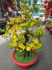 Chậu Hoa Mai Bonsai Giả Cao 80cm Trang Trí Tết