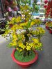 Chậu Hoa Mai Bonsai Giả Cao 80cm Trang Trí Tết