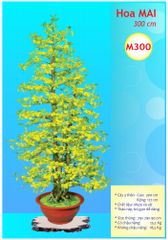 Chậu Hoa Mai Giả 3m Trang Trí Tết