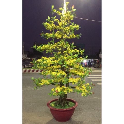 Chậu Hoa Mai Giả Cao 2m Trang Trí Tết