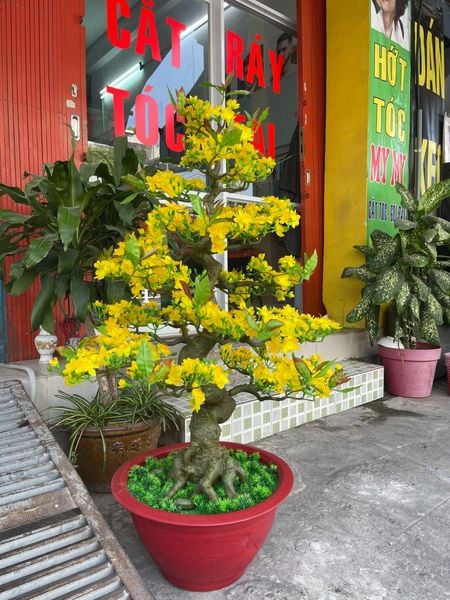 Chậu Hoa Mai Bonsai Giả Cao 1m25 Trang Trí Tết