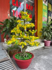 Chậu Hoa Mai Bonsai Giả Cao 1m25 Trang Trí Tết