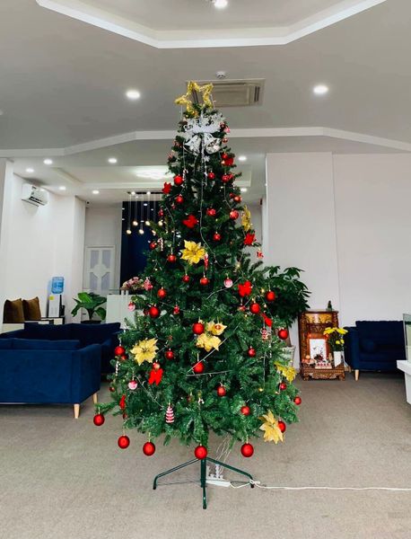 Cây Thông Đầu Tròn Cao 3m