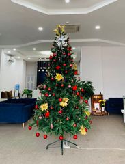 Cây Thông Đầu Tròn Cao 240 cm