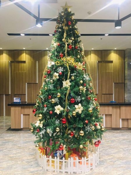 Cây Thông 3 Loại Lá Gắn Trái Thông, Dày Lá - Đủ Kích Thước