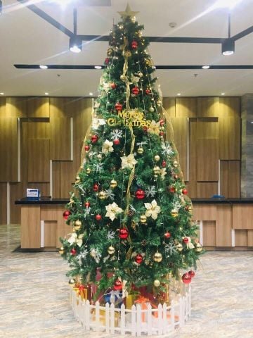 Cây Thông 3 Loại Lá Gắn Trái Thông, Dày Lá - Đủ Kích Thước