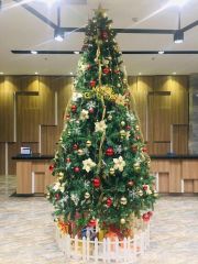 Cây Thông 3 Loại Lá Gắn Trái Thông, Dày Lá - Đủ Kích Thước