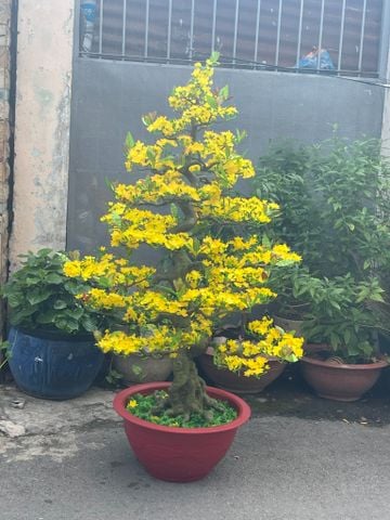 Chậu Mai Bonsai Giả 1m65 Trang Trí Tết