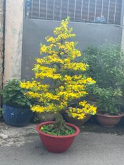 Chậu Mai Bonsai Giả 1m65 Trang Trí Tết