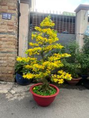 Chậu Mai Bonsai Giả 1m65 Trang Trí Tết