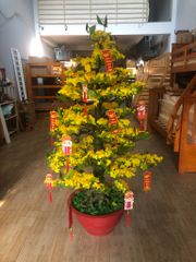 Chậu Mai Bonsai Giả 1m65 Trang Trí Tết