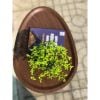 Bàn Trà Đẹp Hình Trứng Giúp Không Gian Sang Trọng - Nội Thất IGA - GM81