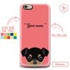 CUTE DOGS - CHIHUAHUA