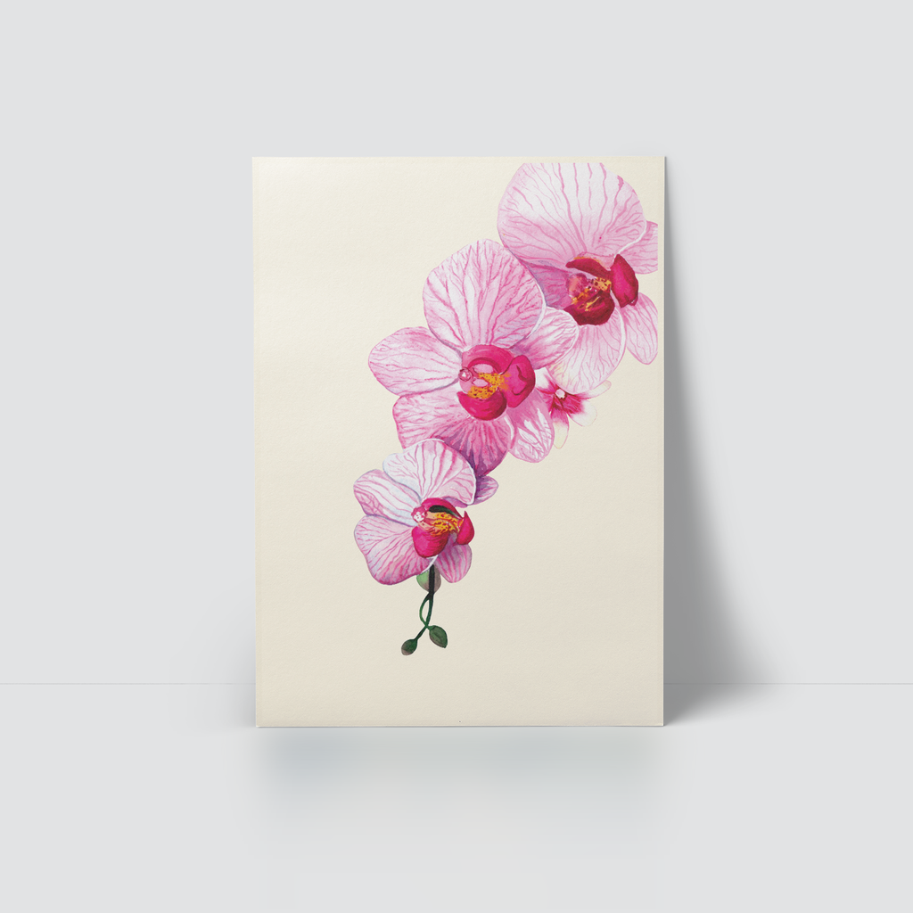 ELEGANT ORCHID - PINK