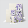 HYDRANGEA FLOWERS - LITTLE WHITE