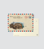 ENVELOPE - ĐỈNH FANSIPAN
