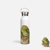 GREEN IGUANA